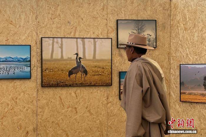 推出黑颈鹤艺术叙事展AG真人app西藏